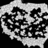 awolyniec10
